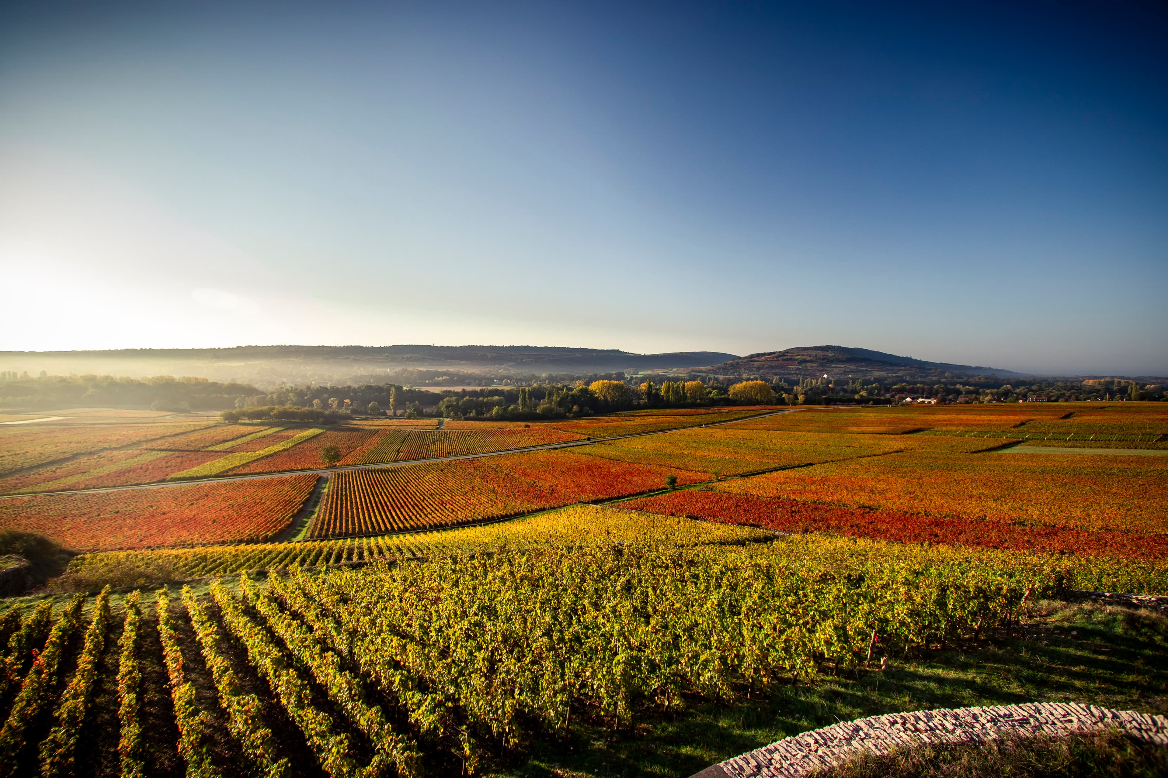 Vineyard fields