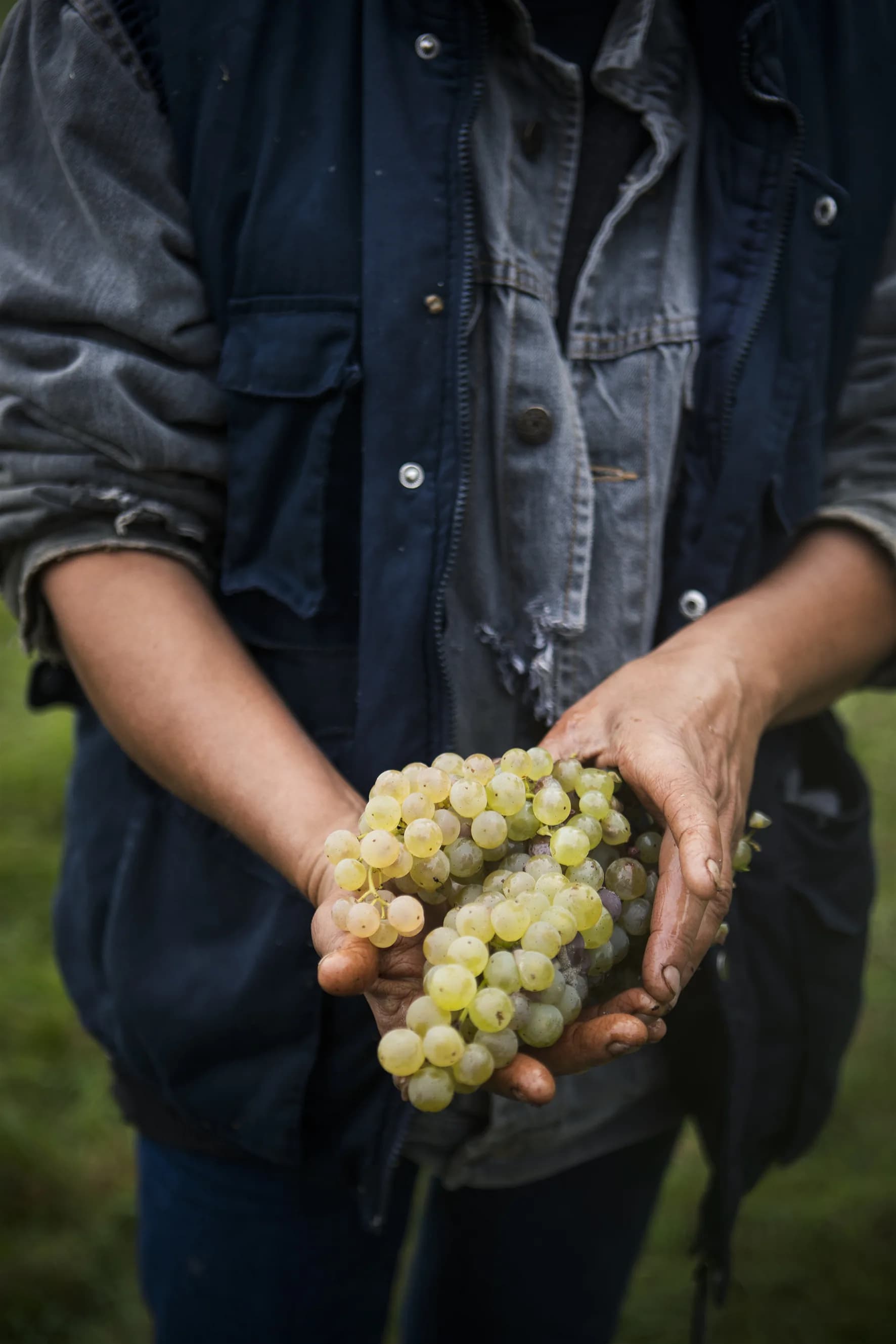 Raisins sélectionnés auprès des domaines partenaires DIVA